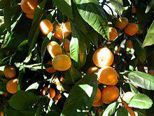 Pranarôm Huile Essentielle Fleur d'Oranger Mandarine 5 Ml